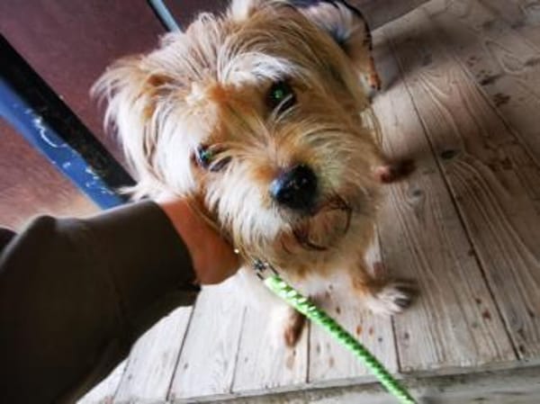 Lumpi, trauert im Tierheim sehr