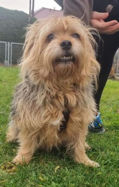 Lumpi, trauert im Tierheim sehr