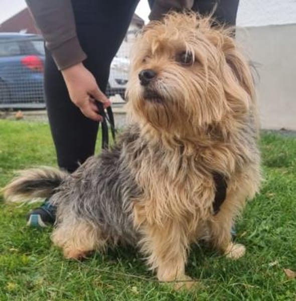 Lumpi, trauert im Tierheim sehr