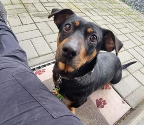 Babsi, freundliche Dackeldame