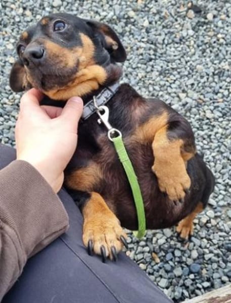 Babsi, freundliche Dackeldame