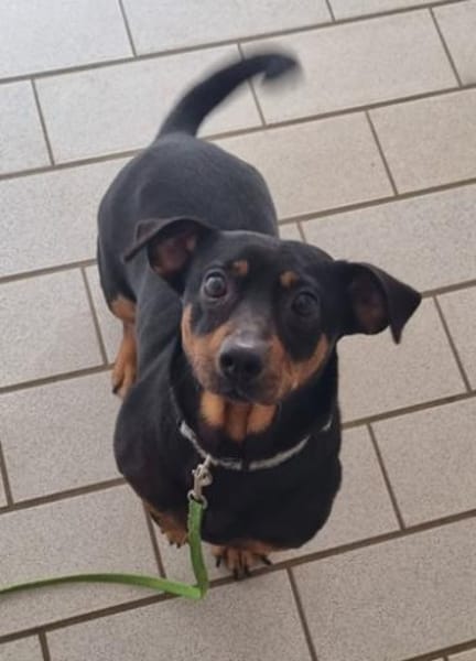 Babsi, freundliche Dackeldame