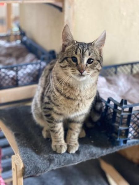 Verspielter und verschmuster Schnurrbert