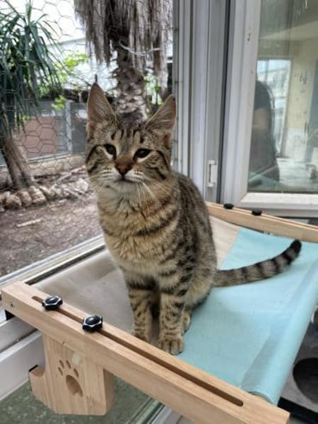 Verspielter und verschmuster Schnurrbert