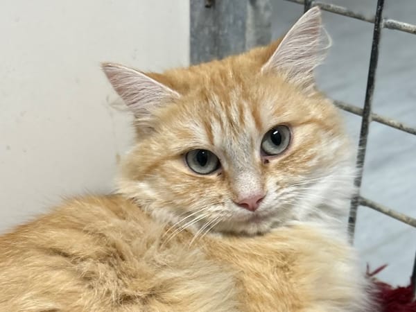 P'TIT FANTOME (réservée)