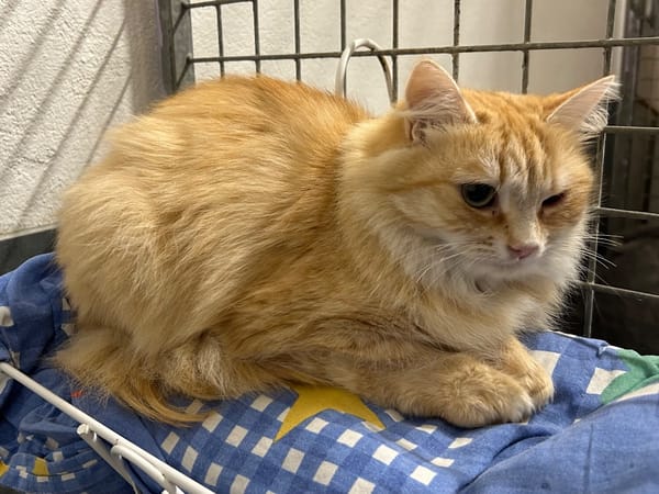 P'TIT FANTOME (réservée)