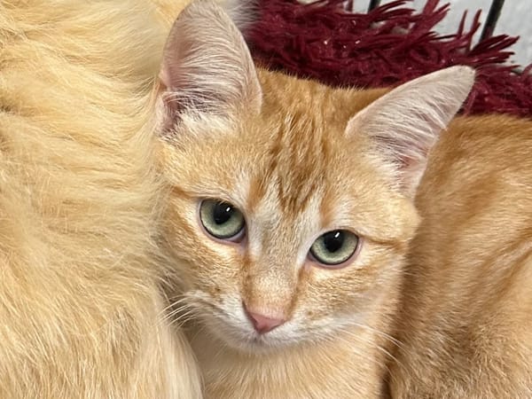 CHAKOLANTERN (réservé)