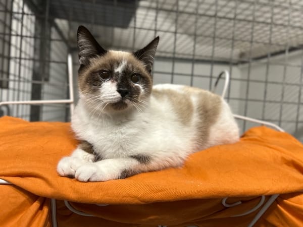 CHATCABOUM (réservé)