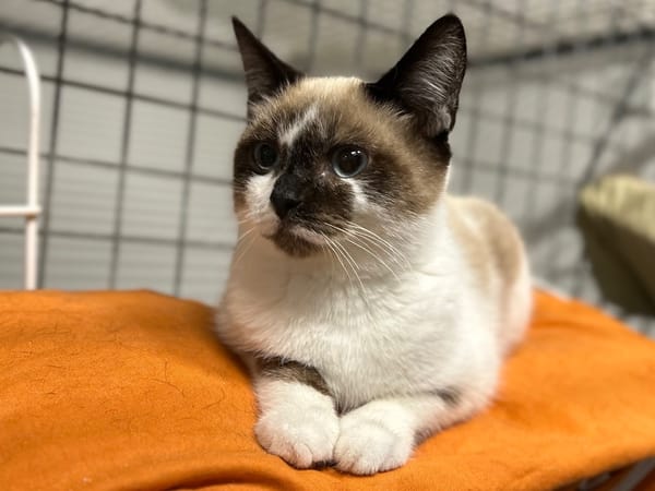 CHATCABOUM (réservé)