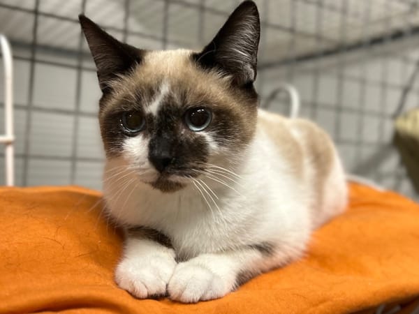 CHATCABOUM (réservé)