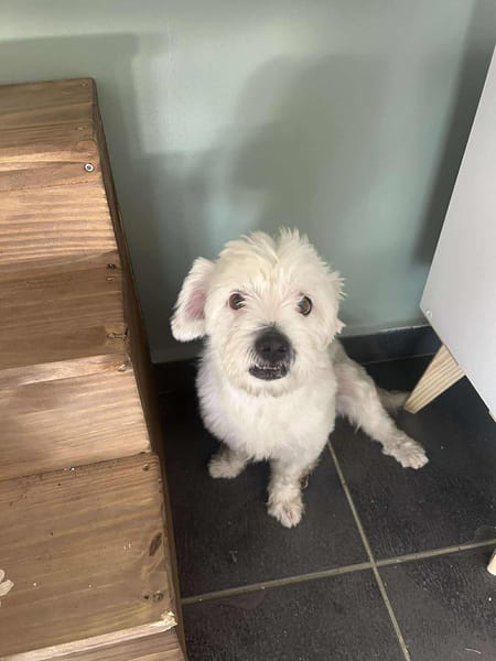 chabin votre compagnon pour la vie