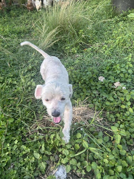 chabin votre compagnon pour la vie