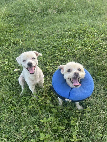 chabin votre compagnon pour la vie