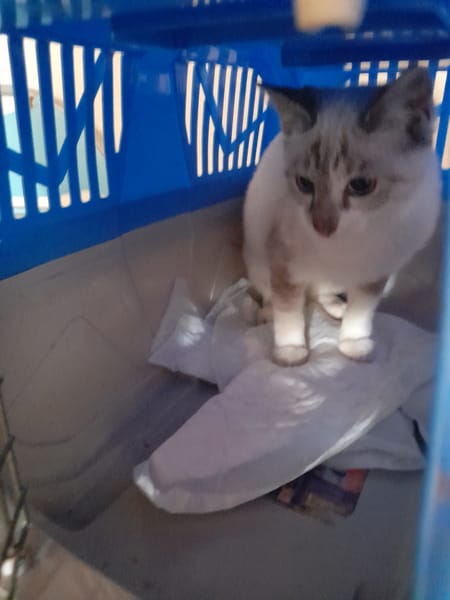 Nuage chaton siamois