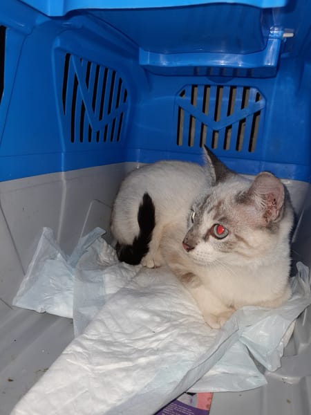 Nuage chaton siamois