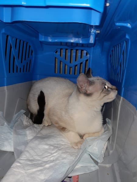 Nuage chaton siamois