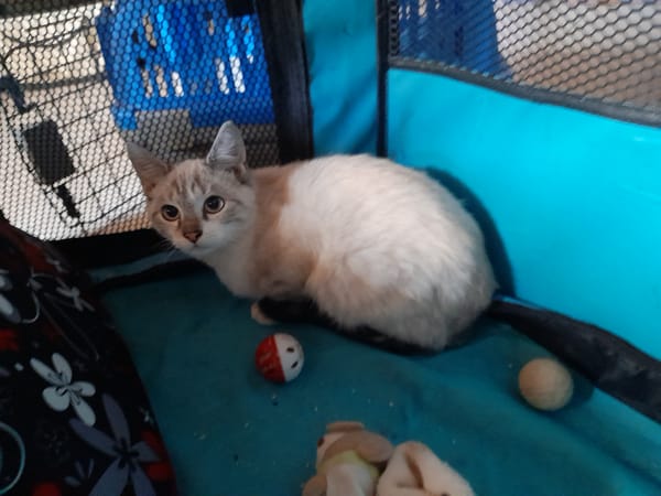 Nuage chaton siamois