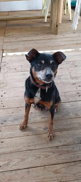 Daisy chienne croisé pincher