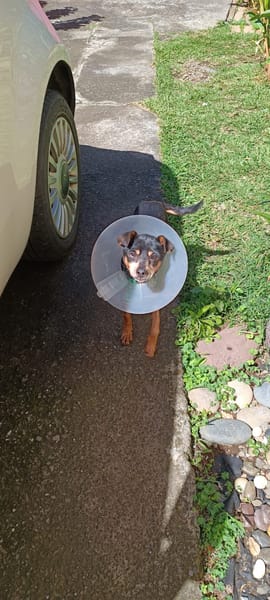 Daisy chienne croisé pincher