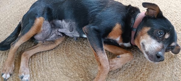 Daisy chienne croisé pincher