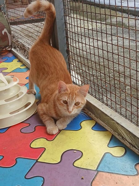 Lili, la plus câline