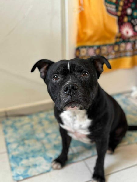 Rasta Rocquet, le père câlins