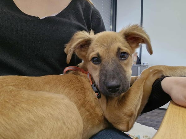 Ginger, femelle X berger née le 15/07/2025