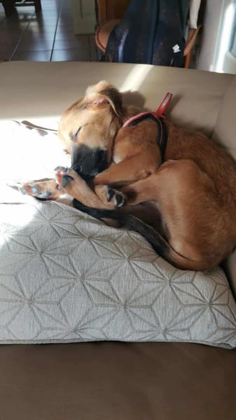 Ginger, femelle X berger née le 15/07/2025