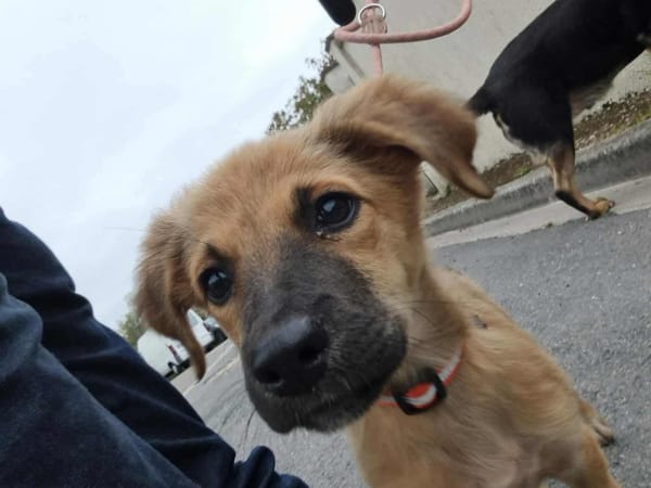 Ginger, femelle X berger née le 15/07/2025