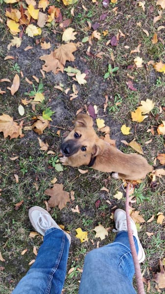 Ginger, femelle X berger née le 15/07/2025