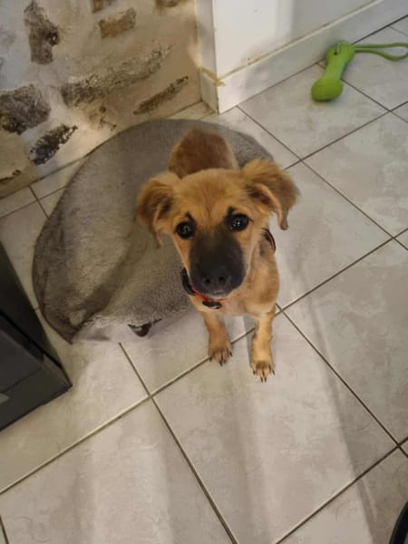 Ginger, femelle X berger née le 15/07/2025