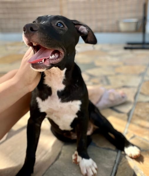 Iris, femelle croisée créole, née le 25/06/2025 🐶