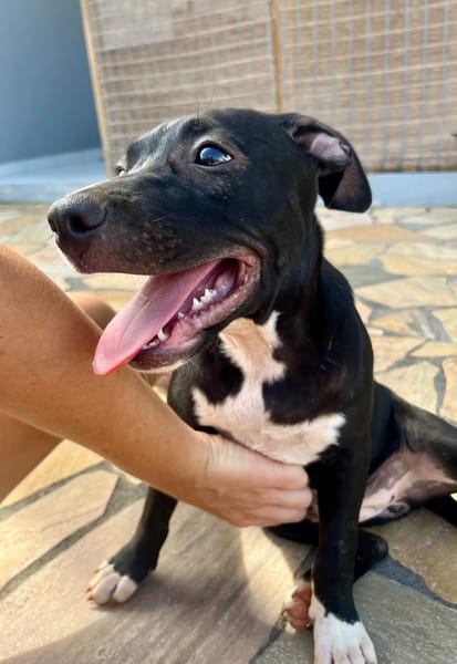 Iris, femelle croisée créole, née le 25/06/2025 🐶