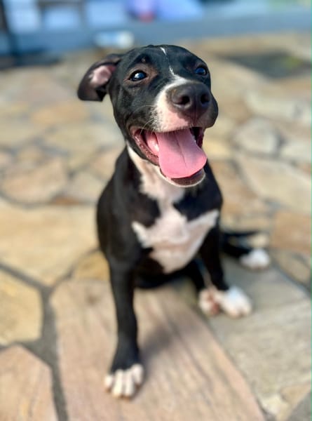 Iris, femelle croisée créole, née le 25/06/2025 🐶