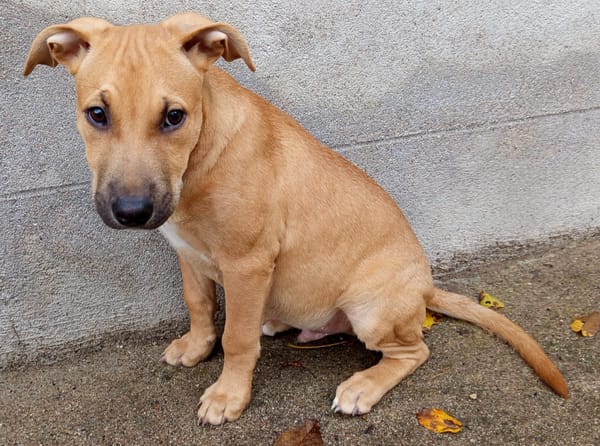 Néwis, mâle croisé berger, né le 15/06/2025 🐶