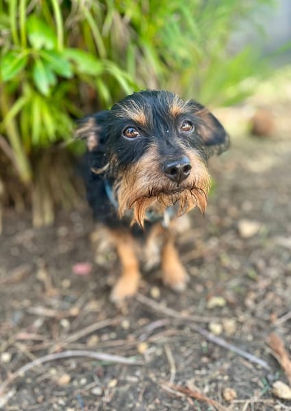 Mogwai, mâle X yorkshire terrier né le 10/10/2023🐶