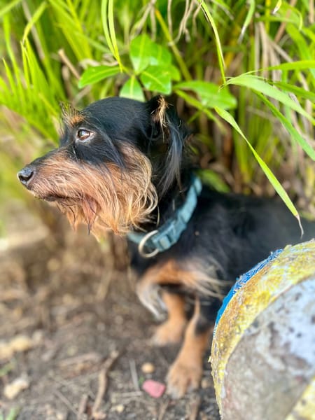 Mogwai, mâle X yorkshire terrier né le 10/10/2023🐶