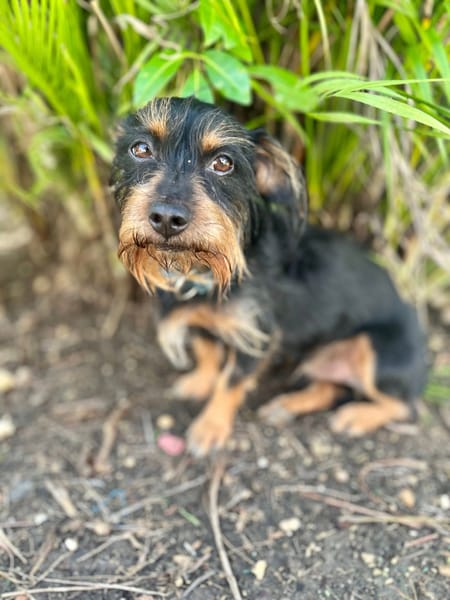 Mogwai, mâle X yorkshire terrier né le 10/10/2023🐶