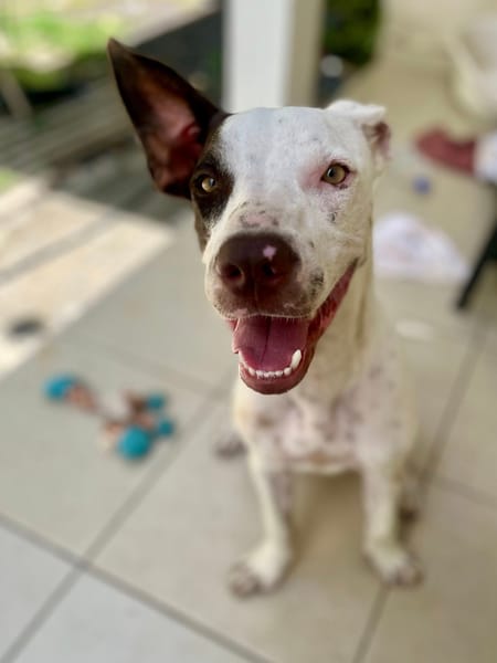 Neo, mâle croisé berger, né le 01/01/2025 🐶