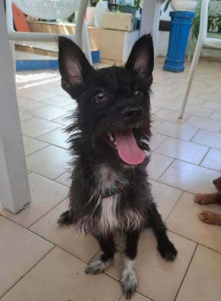 Nino, mâle croisé, né le 20/04/2025