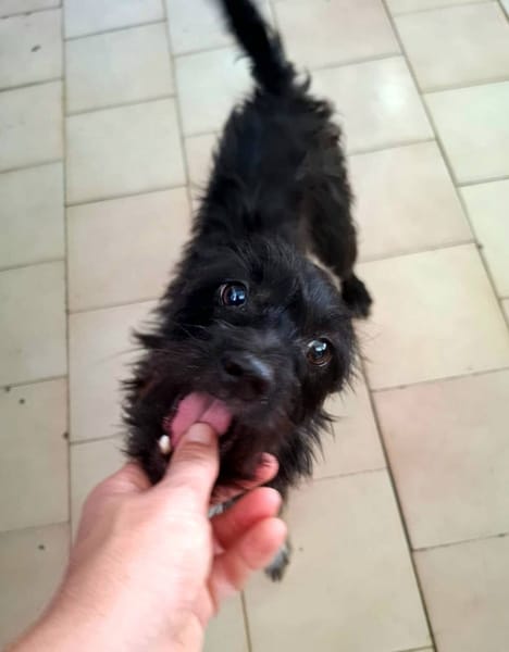 Nino, mâle croisé, né le 20/04/2025