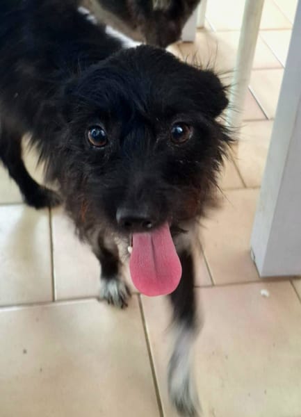 Nino, mâle croisé, né le 20/04/2025