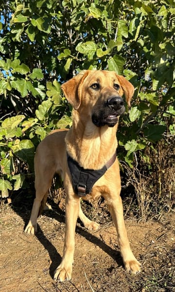 SOLOMILLO (Animalea)