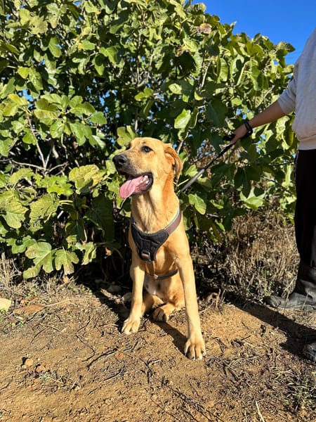 SOLOMILLO (Animalea)