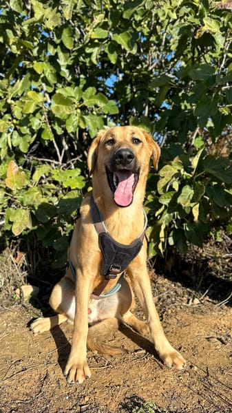 SOLOMILLO (Animalea)