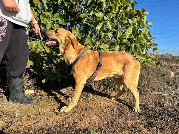 SOLOMILLO (Animalea)