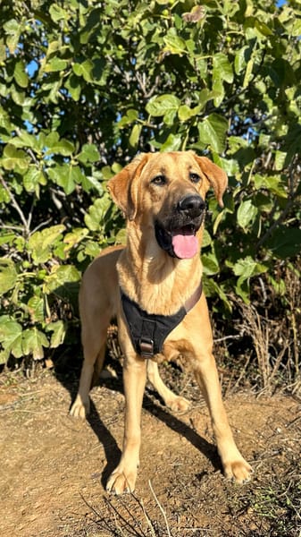 SOLOMILLO (Animalea)