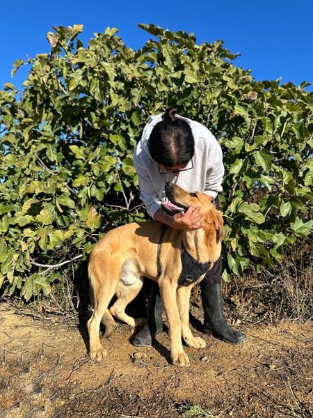 SOLOMILLO (Animalea)