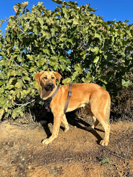 SOLOMILLO (Animalea)