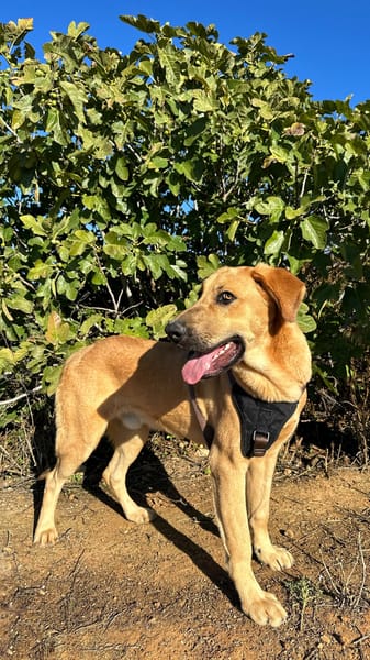 SOLOMILLO (Animalea)